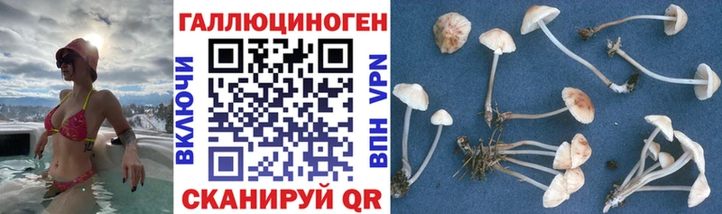 Псилоцибиновые грибы прущие грибы  наркошоп  ОМГ ОМГ ONION  Новоржев 